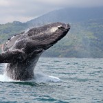 Photo Of A Big Whale Coming Out The Sea