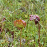 Photo Of Grass and A Beautiful Flower